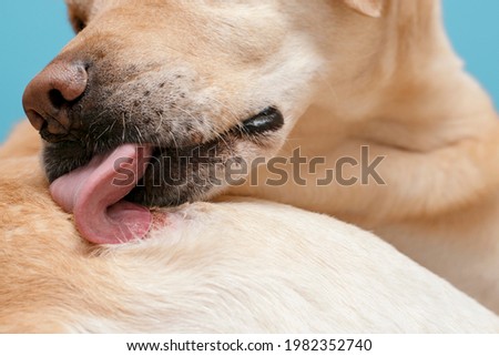 The dog licks a dermatological wound. Royalty-Free Stock Photo #1982352740