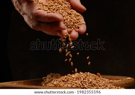 Golden seeds in man's palms. Wheat grains in female hands on a dark background. Hands of an old woman pour grain of ripe wheat. Close up. Shallow depth of field.