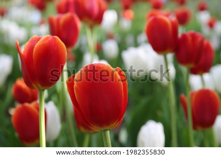 blurred floral background, white and red tulips in the park