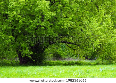 Magnificent old silver maple or Acer saccharinum in spring park Royalty-Free Stock Photo #1982363066