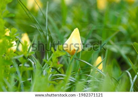 Wild tulips blooming with yellow flowers in springtime in mountain lawn
