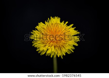 Yellow dandelion on black background