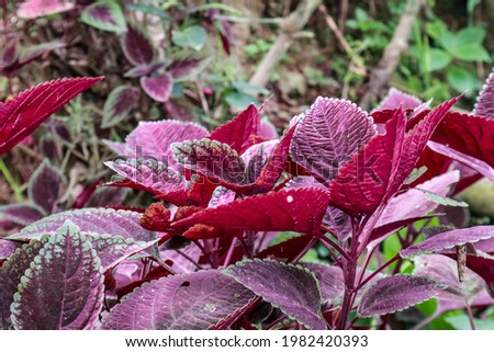 Jawer kotok and plain dark red brown leaves have medicinal properties
