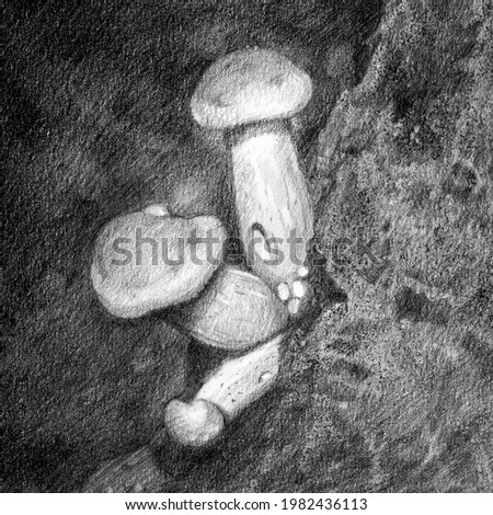 Three mushrooms. Illustration. Honey mushrooms. Drawn realistically by hand. Black and white pencil drawing.