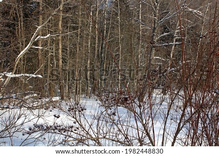 Mysterious landscape of a majestic forest in winter. Magical snow-covered trees. Photo - greeting cards. Unique image of nature