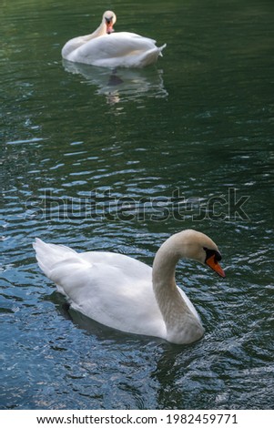 Two graceful white swans swim in the dark water. The mute swan, Cygnus olor