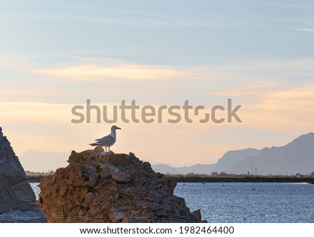 Seagull perched at sunset on a rock in the Salinas de Santa Pola, Alicante province, Comunidad, Autonoma Valenciana, Spain