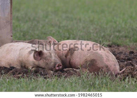 couple of pigs in green grass, Outdoor, Farm Germany 