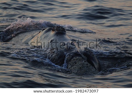 head of southern right whale, Eubalaena australis, surfacing in the early morning, False Bay, South Africa