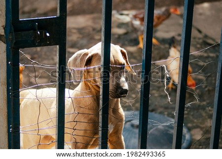 dog trying to escape from home Royalty-Free Stock Photo #1982493365