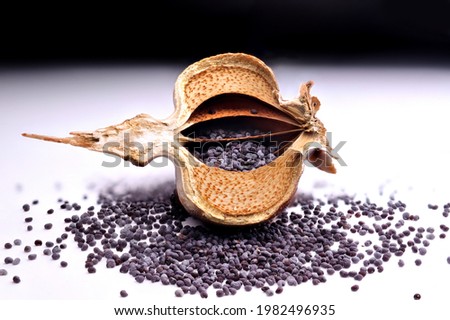Poppy seed head cross section with poppy seeds inside on a white table background with poppy seeds spilled. 