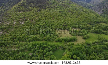 Green forest in the Catalan Pyrenees