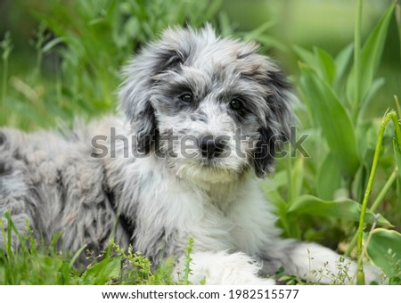 Female merle aussiedoodle puppy in the grass. Royalty-Free Stock Photo #1982515577