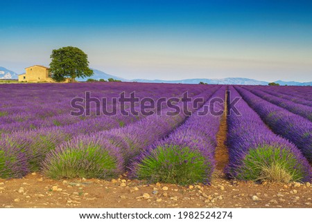 Picturesque summer scenery and photography place, cultivated agricultural violet lavender rows and old stone house in the lavender plantation, Valensole, Provence, France, Europe