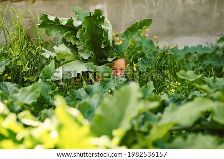 Baby 6 years old hides in large green leaves and laughs girl plays in huge burdock. High quality photo