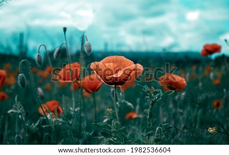 abstract red flower with blurred background