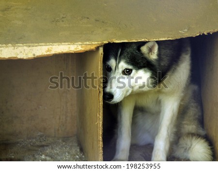 frightened stray dog Royalty-Free Stock Photo #198253955