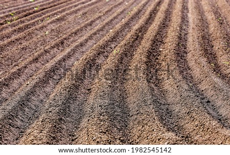 A land cultivated with potatoes
