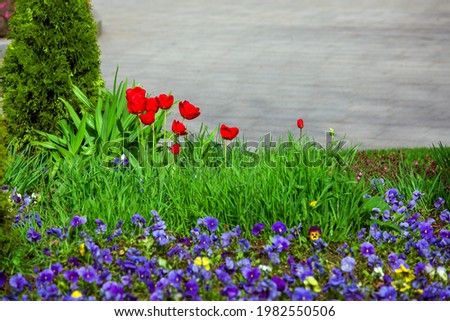 flower bed with plants in the garden with flowers red tulips and pansies in green grass landscape design on a summer sunny day, nobody.