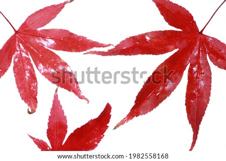 Red Acer leaves at the end of summer in full bloom laid on a white background to create a very vibrant Picture.