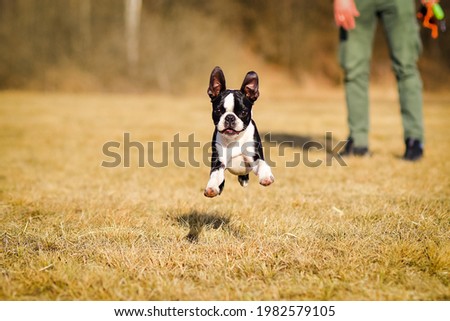 the Boston Terrier runs in the meadow
