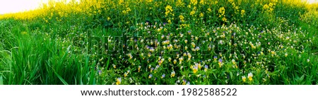 Panorama of wild flowers. Pansy flowers. Multicolored flowers