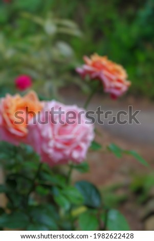 Beautiful flower blur photos, photos of fresh plants, photos of flowers in bloom