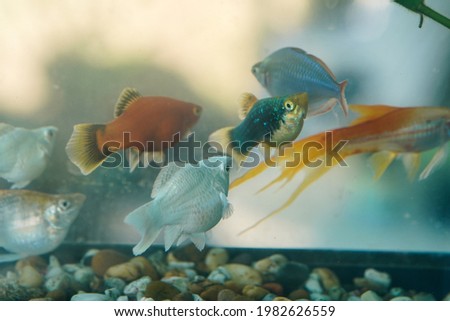 Beautiful fish swimming in the aquarium And was raised for relaxation