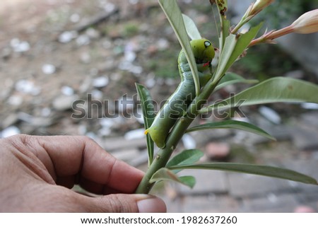 
Finding a caterpillar is like wearing a spiderman mask