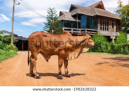 Young  cow standing  on a dirt road, Issan, Thailand.