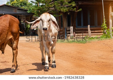 Young  cow standing  on a dirt road, Issan, Thailand.