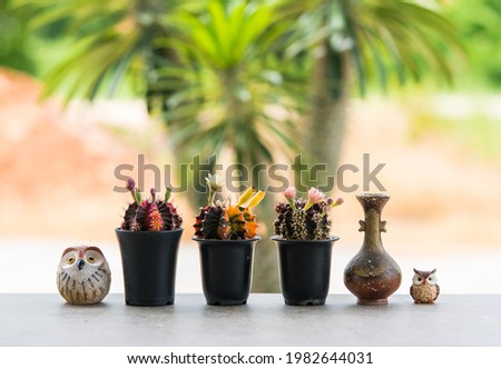 Beautiful  cactus  is blooming ,simulated  owls  and  vintage  vase  on  wooden  surface  with  nature  blurry  background