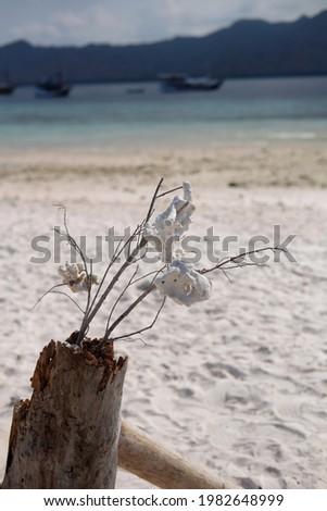 coral reef on dried branch