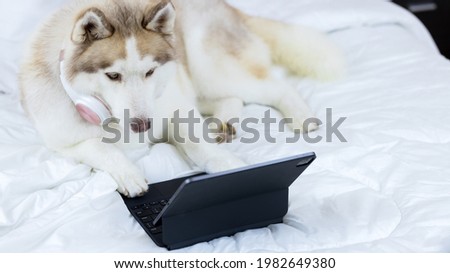 Husky wearing headphones and using a tablet while lying on a white mattress
