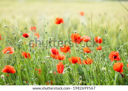 Red poppies in green wheat field on sunset