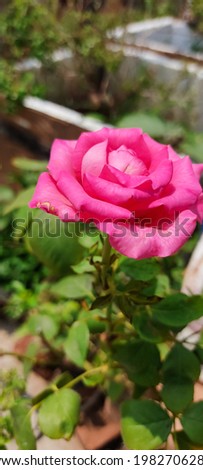 Beauty of nature's fresh and beautiful pink rose-image, india