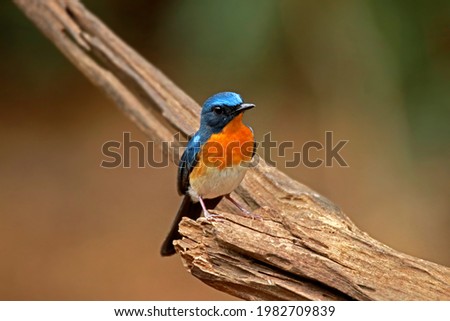 The Tickell's Blue Flycatcher on branch