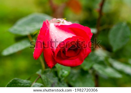 red rose flower after rain on green foliage background. High quality photo