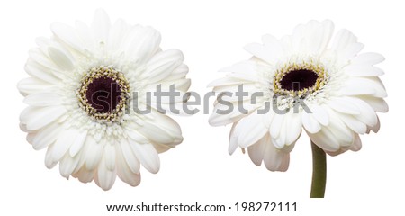 Flower head of transvaal daisy