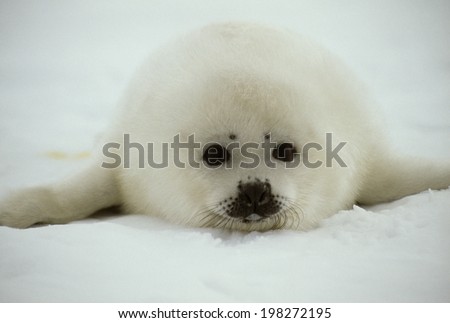 The Picture Of A Seal
