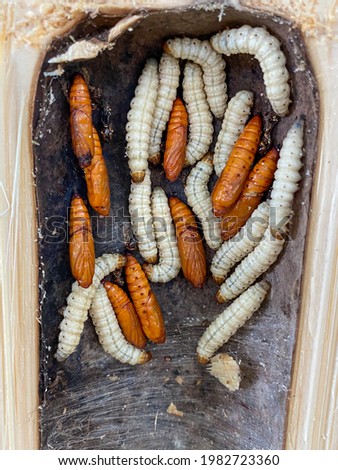 Omphisa fuscidentalis is commonly called bamboo borer. The larva and pupa of bamboo borer lived in bamboo. Royalty-Free Stock Photo #1982723360