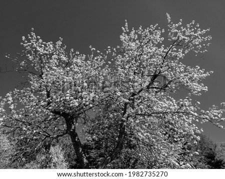 A black and white photograph of an apple tree against a blue sky in spring in New Brunswick, Canada