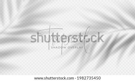Realistic transparent shadow from a leaf of a palm tree on the white background. Tropical leaves shadow. Mockup with palm leaves shadow. Vector illustration EPS10 Royalty-Free Stock Photo #1982735450