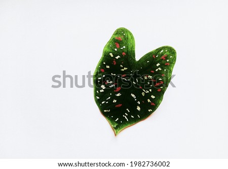 Close-up top view photo of a heart shape auspicious tree leaf has white and red polka dots very beautiful, isolated on white background shot with light and shadow. 