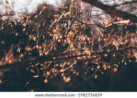 Autumn leaves, backlight, 
 background photo, nature, outdoor