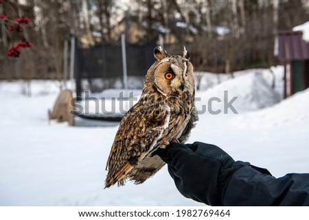 long-eared owl with big brown eyes looks around on a background of snow