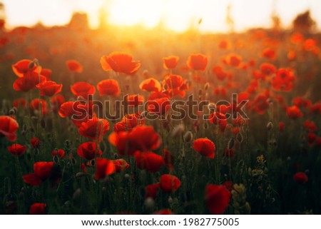Beautiful field of red poppies at sunset light.
