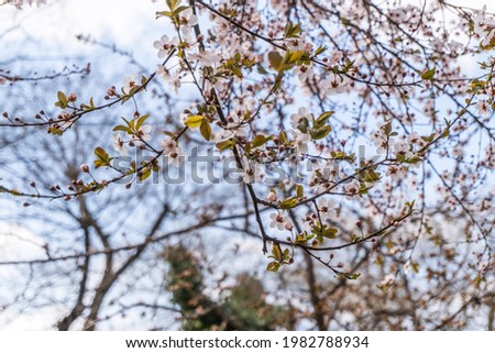picture with white, pink spring flowers on a blurred background. Spring concept. Selective focus