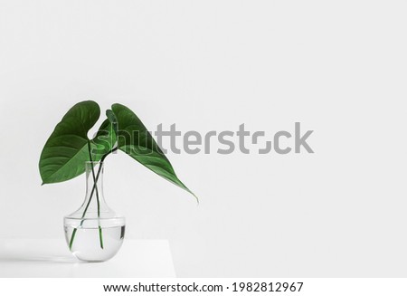 Green Leafed Plant On Clear Glass Vase Filed With Water Royalty-Free Stock Photo #1982812967