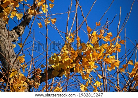Detail of the yellow ginko leaf in Autumn season leaf in Japan